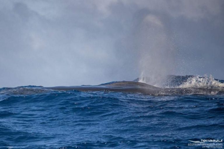 The second largest whale passed by! (including underwater footage ...