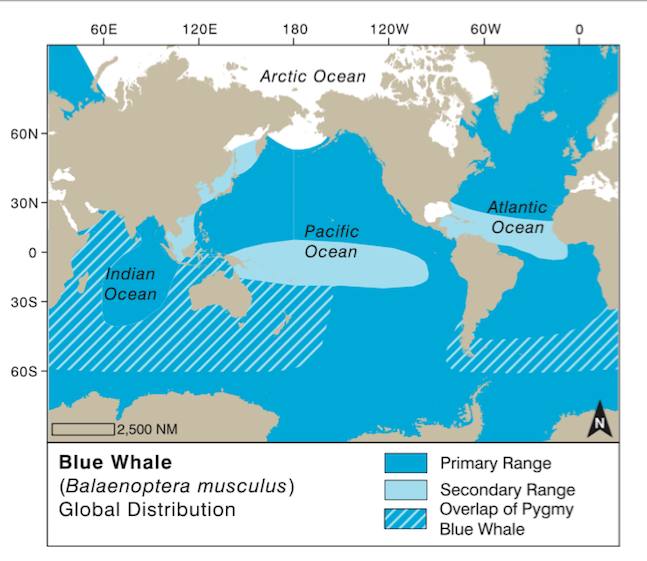 How big is the heart of a blue whale? | Azores Whale Watching TERRA AZUL™