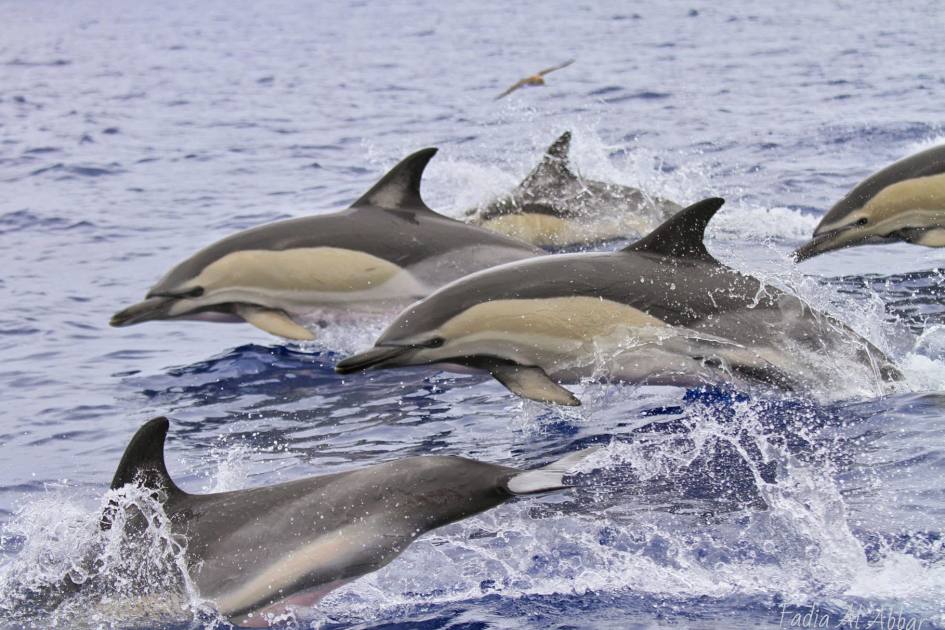 A Bird-eye And A Dolphin-ear To Investigate Common Dolphin Behaviour 