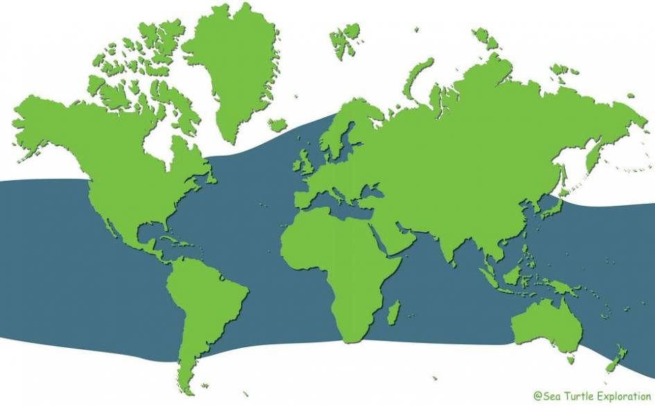 map of where the green turtle lives