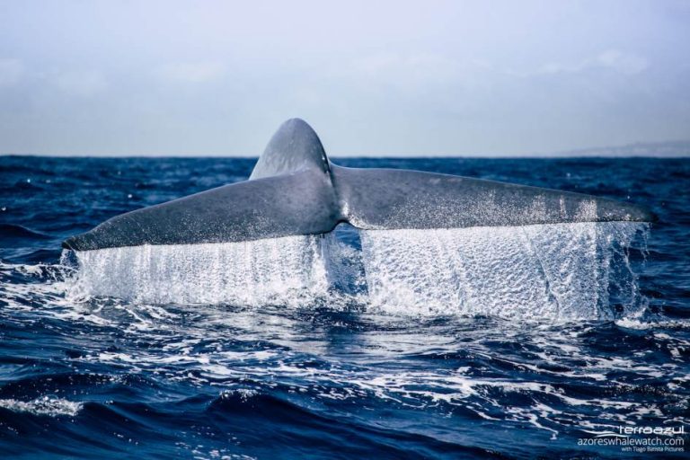 blue-whales-the-largest-animal-on-the-planet-azores-whale-watching