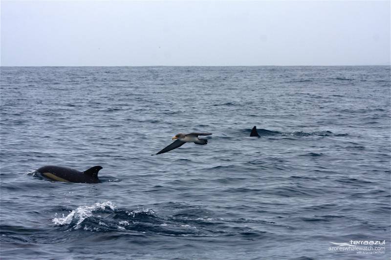 Dolphin day and Portuguese Man O'War | Azores Whale Watching TERRA AZUL™