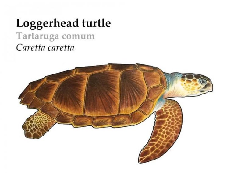 Loggerhead Sea Turtle Azores Whale Watching Terra Azul™ 2021