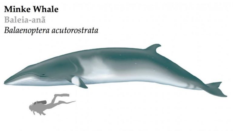 Minke Whale | Azores Whale Watching TERRA AZUL™