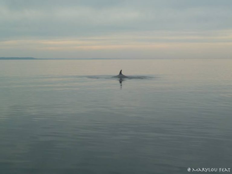 Minke Whale | Azores Whale Watching TERRA AZUL™