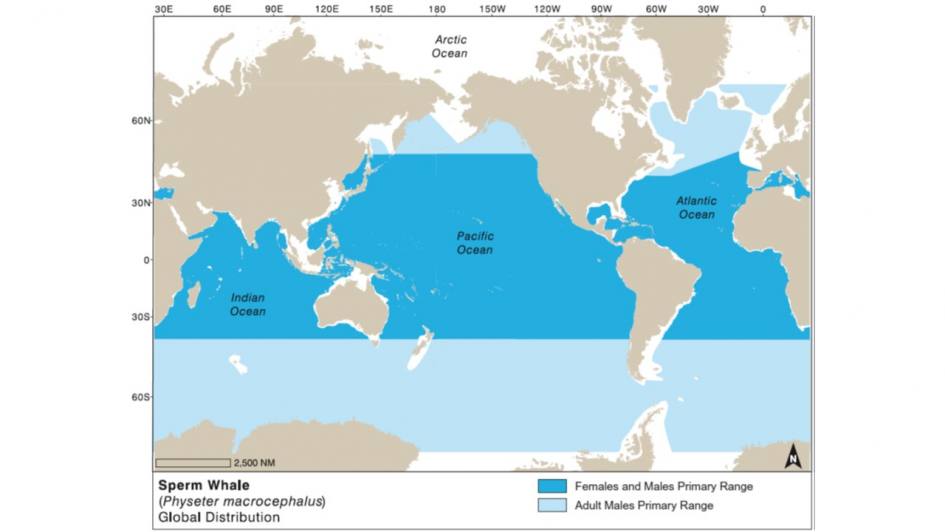 Sperm Whale - The largest existing toothed whale | TERRA AZUL™