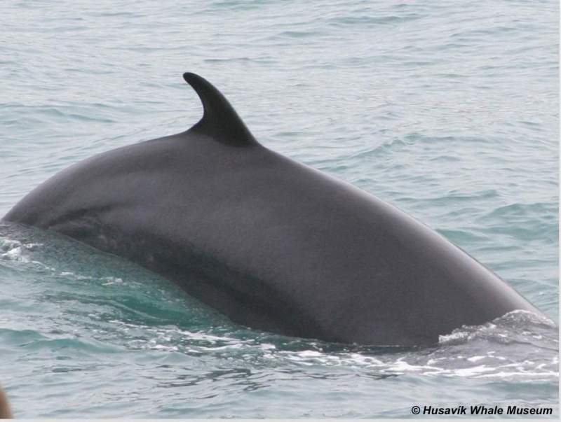 Minke Whale Fun Fact | Azores Whale Watching TERRA AZUL™