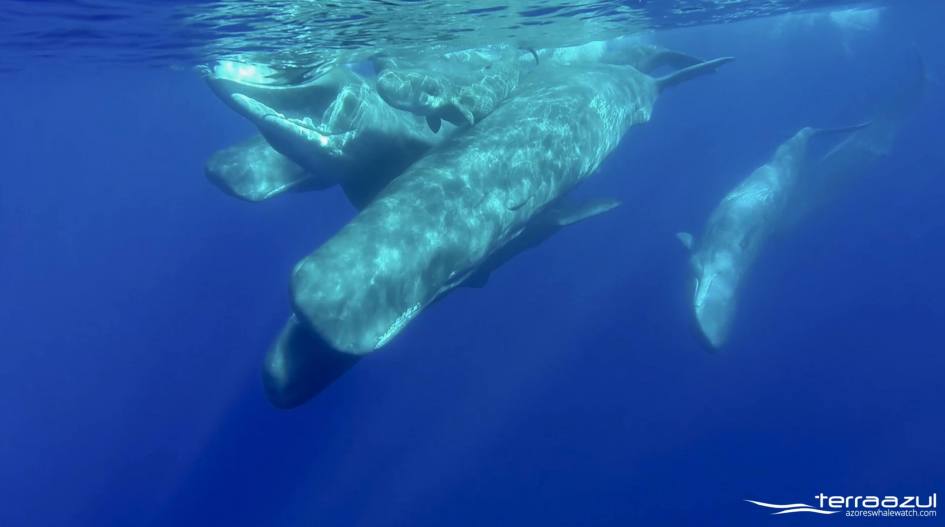 The Sound of Sperm Whales | WHALEZONE.TV | Azores Whale Watching TERRA ...