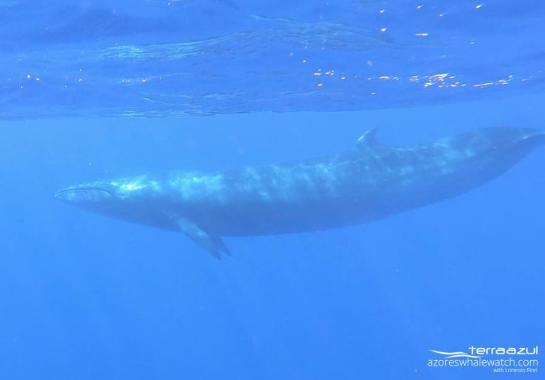 Sei Whale The Sardinheira Azores Whale Watching Terra Azul™ 