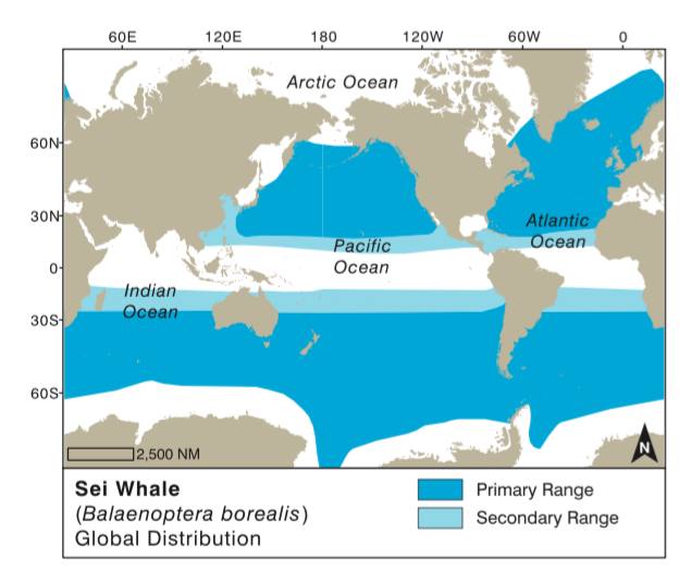 Sei Whale - The 