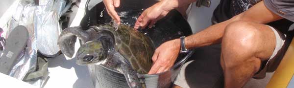 Pesquisa Tartarugas Marinhas Açores