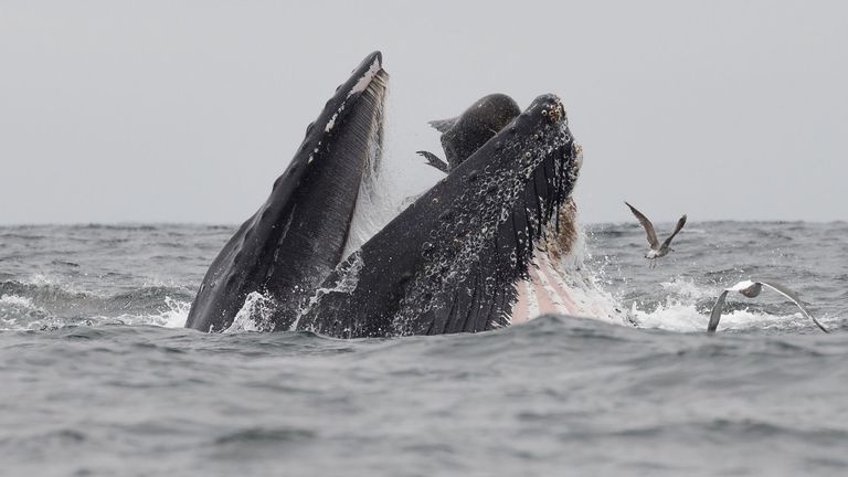 When the food chain goes crazy ! | Azores Whale Watching TERRA AZUL™