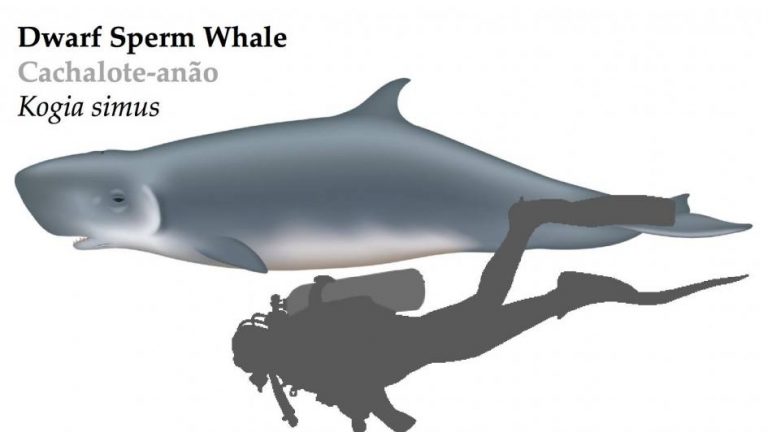 Dwarf Sperm Whale | Azores Whale Watching TERRA AZUL™