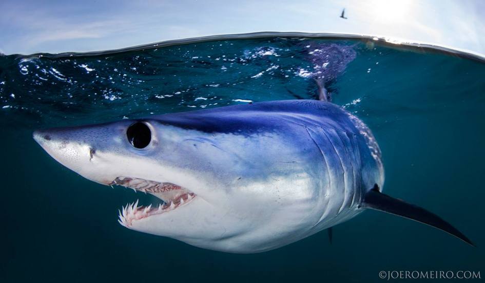 Shortfin Mako Shark | Azores Whale Watching TERRA AZUL™