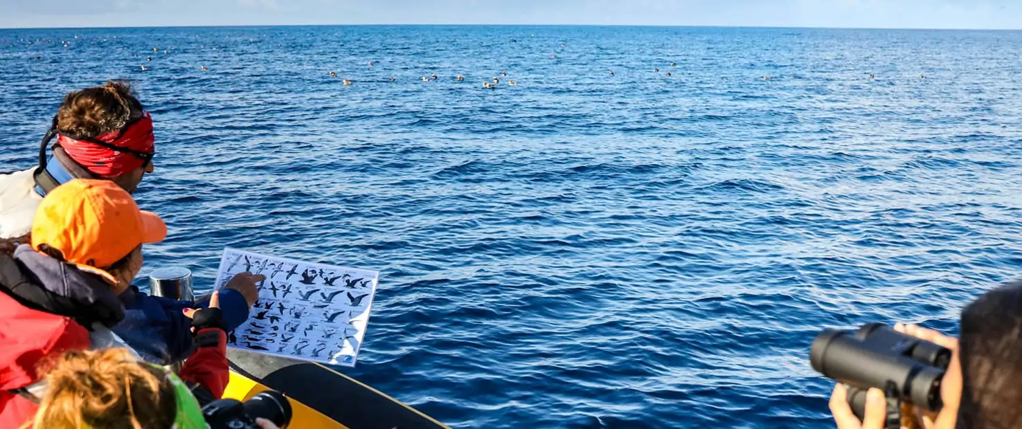 Bird watching Azores