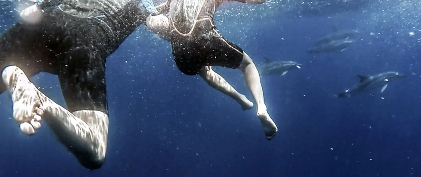 Swim with Dolphins in Azores