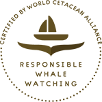 Responsible Whale Watching